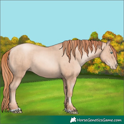 Horse Color:Gold Champagne Pearl Rabicano and Amber Champagne Pearl Rabicano