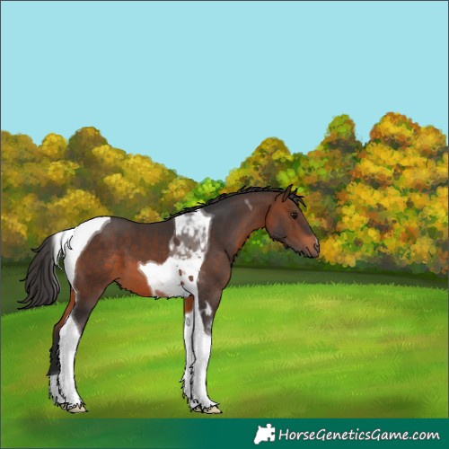 Horse Color:Brown Tobiano