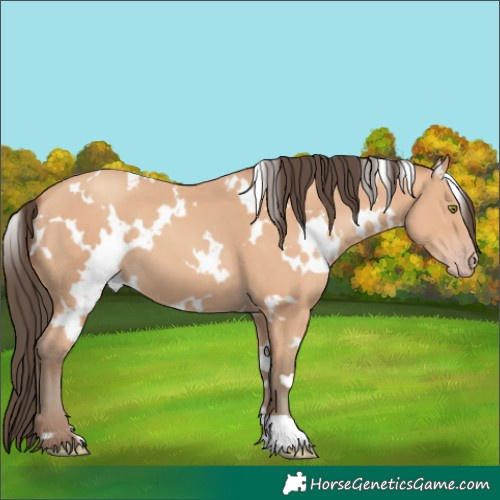 Horse Color:White Spotted Amber Champagne 