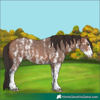 Horse Color:Bay Sabino 