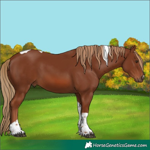 Horse Color:Chestnut Tobiano