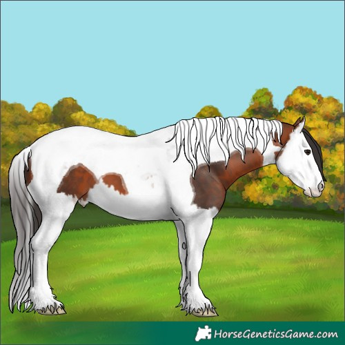 Horse Color:Bay Splash Tobiano