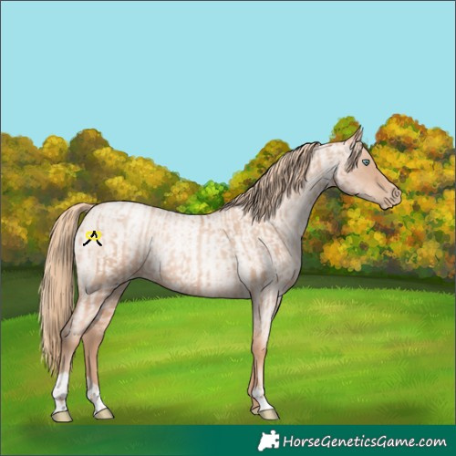Horse Color:Gold Champagne Pearl Rabicano and Gold Champagne Roan Pearl Rabicano