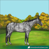 Horse Color:Black and Blue Roan