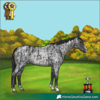 Horse Color:Black  and Blue Roan 