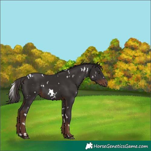 Horse Color:White Spotted Liver Chestnut