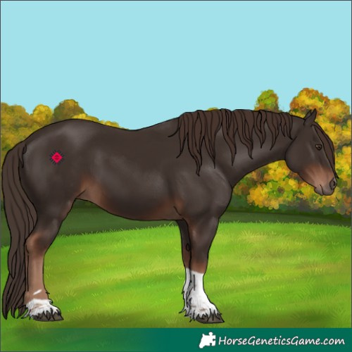 Horse Color:Liver Chestnut Tobiano