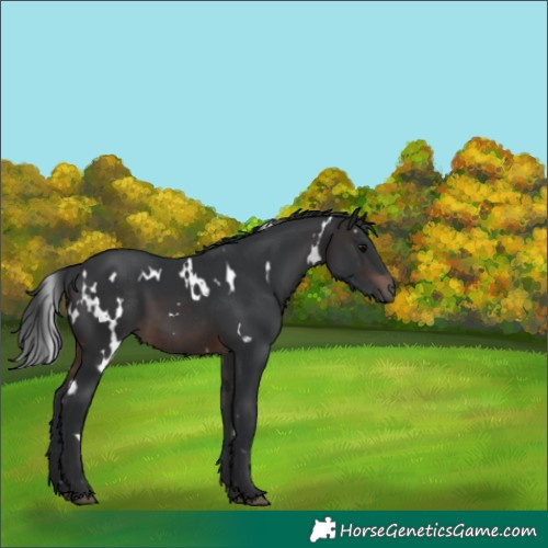 Horse Color:White Spotted Brown 