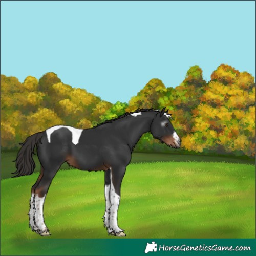Horse Color:Gray White Spotted Liver Chestnut Tobiano