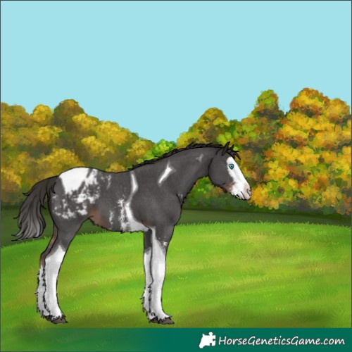 Horse Color:Liver Chestnut Sabino Splash Tobiano Appaloosa 