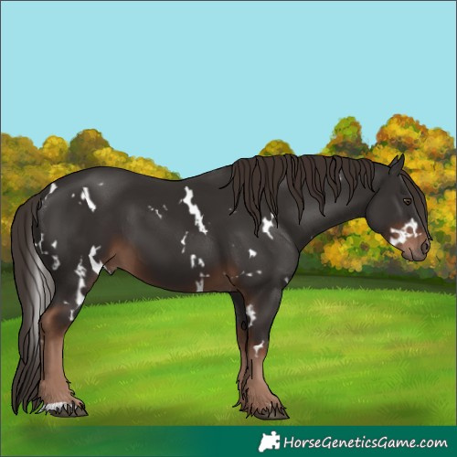 Horse Color:White Spotted Liver Chestnut 