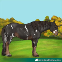 Horse Color:White Spotted Liver Chestnut