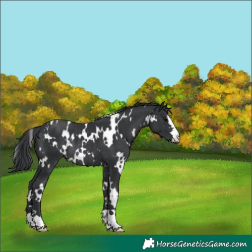 Horse Color:White Spotted Black Rabicano 
