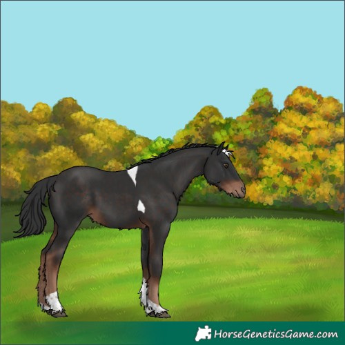 Horse Color:Liver Chestnut Tobiano 