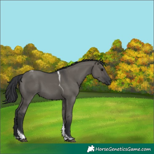 Horse Color:Grullo Tobiano Rabicano 