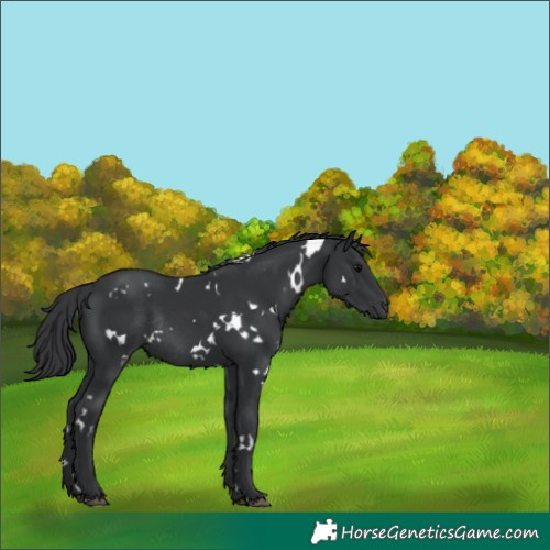 Horse Color:White Spotted Black Rabicano