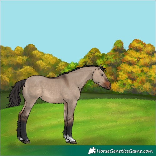 Horse Color:Brown Dun Tobiano 