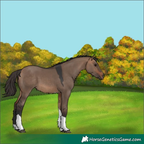 Horse Color:Bay Dun Tobiano 