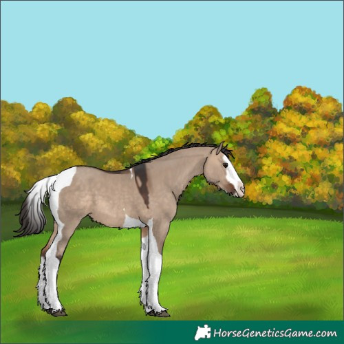 Horse Color:Bay Dun Splash Tobiano 