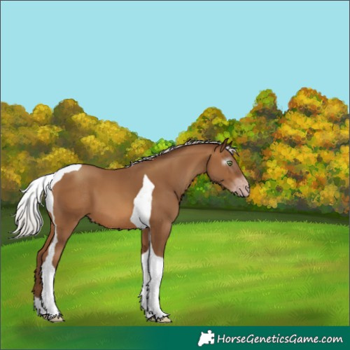 Horse Color:Gray Silver Sable Champagne Tobiano