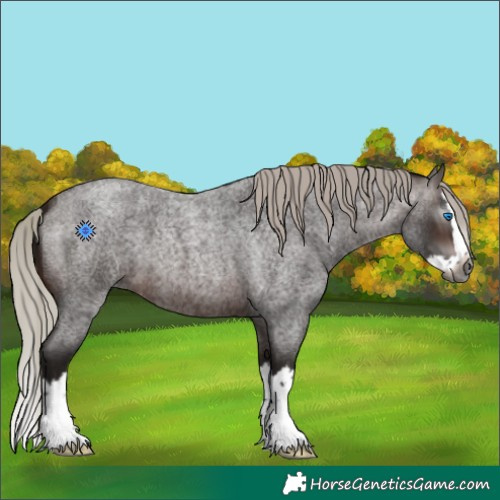 Horse Color:Gray Silver Brown Roan Splash