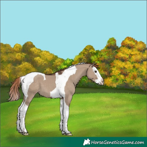Horse Color:Liver Red Dun Splash Tobiano 