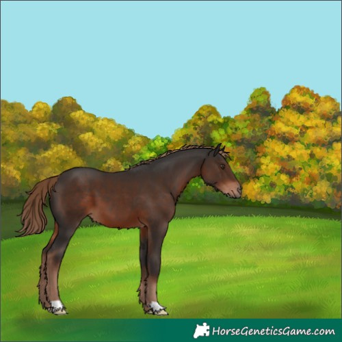 Horse Color:Liver Chestnut 