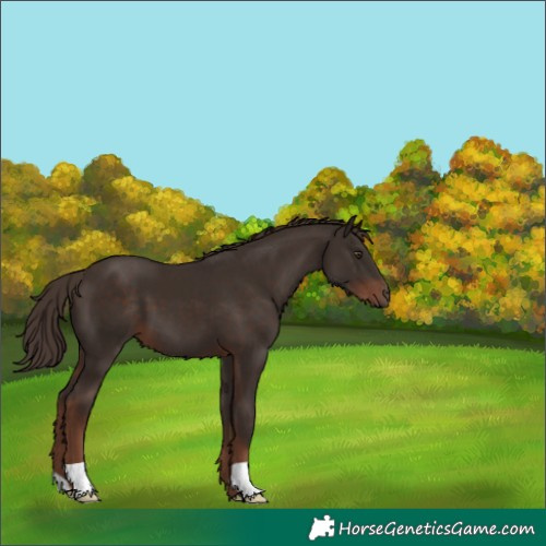 Horse Color:Liver Chestnut