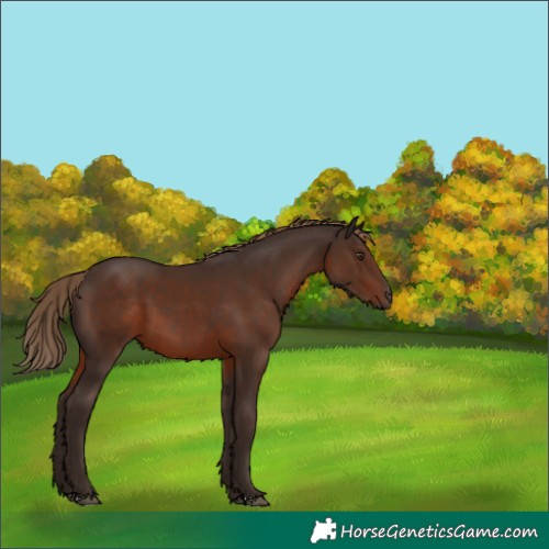 Horse Color:Liver Chestnut