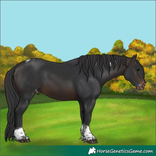 Horse Color:Brown Tobiano Varnish 