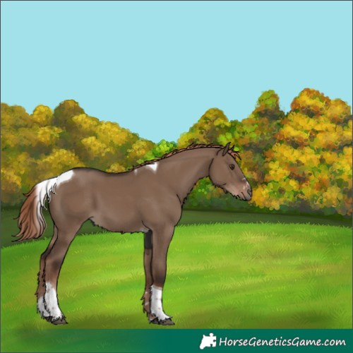 Horse Color:Liver Red Dun Tobiano 