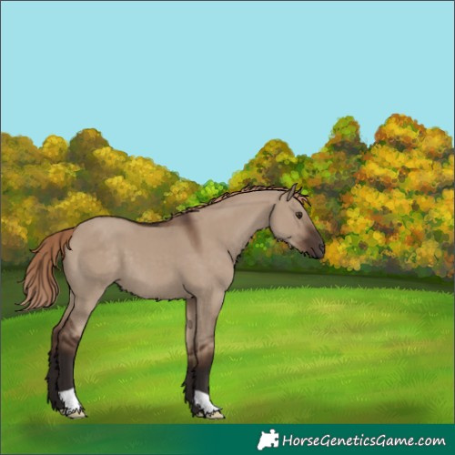 Horse Color:Liver Red Dun 