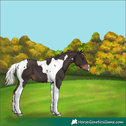 Horse Color:Liver Chestnut Tobiano 