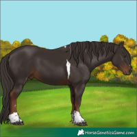 Horse Color:Liver Chestnut Tobiano 