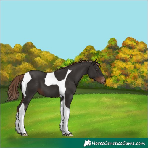 Horse Color:Liver Chestnut Tobiano Appaloosa