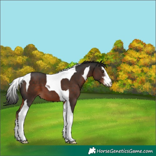 Horse Color:White Spotted Liver Chestnut Tobiano 