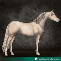 Horse Color:Gold Champagne Pearl Rabicano and Gold Champagne Pearl Rabicano