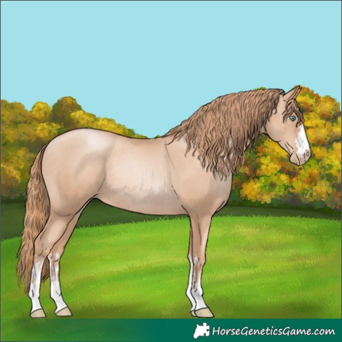 Horse Color:Gold Champagne Pearl Rabicano and Gold Champagne Pearl Rabicano