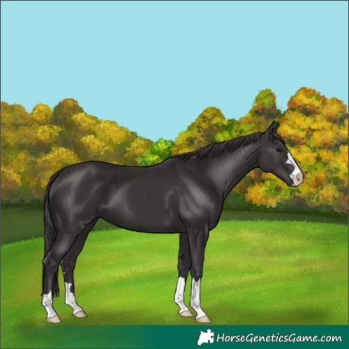 Horse Color:Smoky Black 