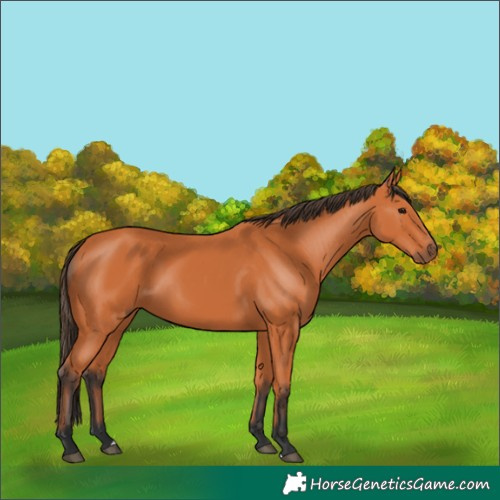 Horse Color:Bay 