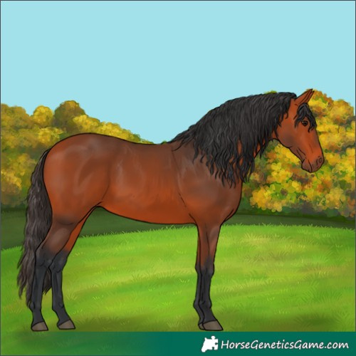 Horse Color:Bay 