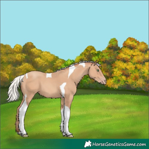 Horse Color:Silver Amber Champagne Tobiano 