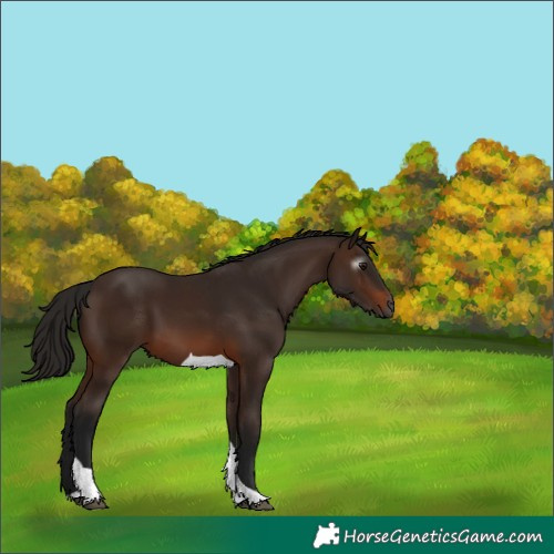 Horse Color:Gray Bay Tobiano 