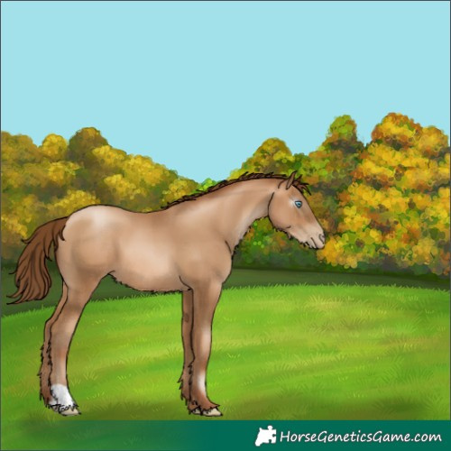 Horse Color:Gray Amber Champagne Pearl