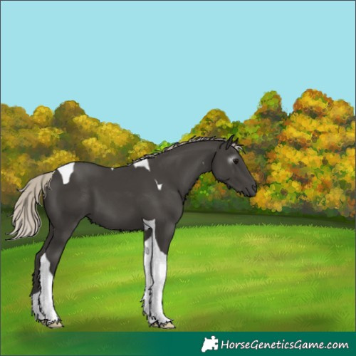 Horse Color:Gray Silver Black Tobiano