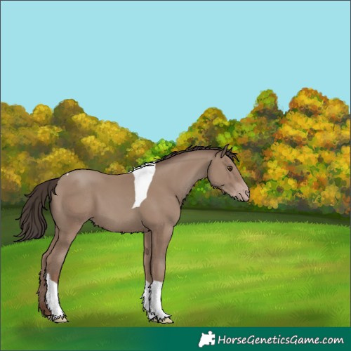Horse Color:Classic Champagne Tobiano