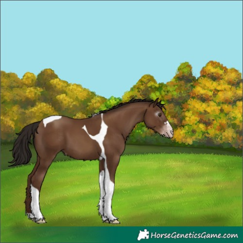 Horse Color:Gray Classic Champagne Tobiano