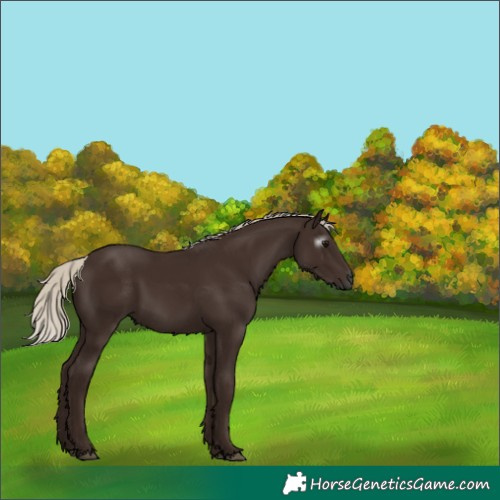 Horse Color:Gray Silver Black