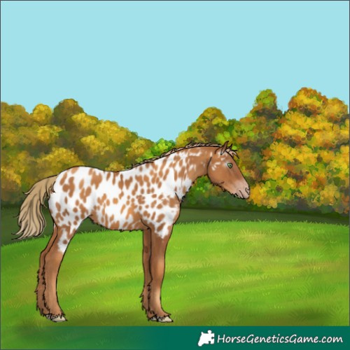 Horse Color:Gray Gold Champagne Near Leopard