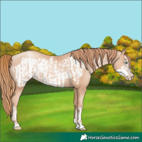 Horse Color:Gold Champagne Pearl Rabicano  and Gold Champagne Pearl Frame Rabicano 